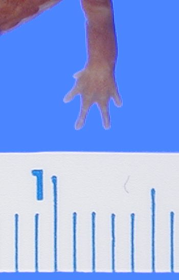 Media type: image; Herpetology A-24088